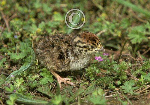 Grey Partridge Chick DM0563